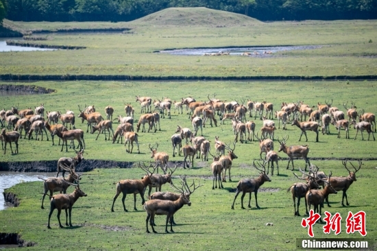 2024正版四不像圖解特肖下載,關(guān)于正版四不像圖解特肖下載的文章