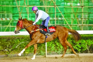 澳門今晚開特馬四不像圖,澳門今晚開特馬四不像圖，揭示違法犯罪的危害與應(yīng)對之策