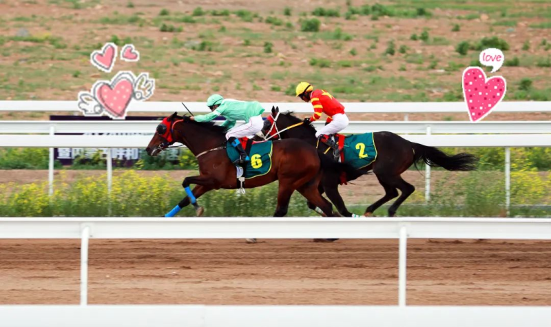 今晚澳門特馬開什么今晚四不像,今晚澳門特馬揭曉，四不像的奇幻之旅