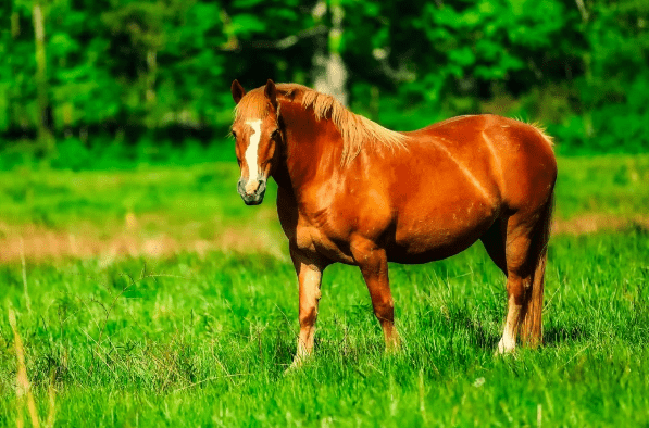 2024今晚澳門開特馬四不像,探索澳門特馬，四不像的魅力與期待