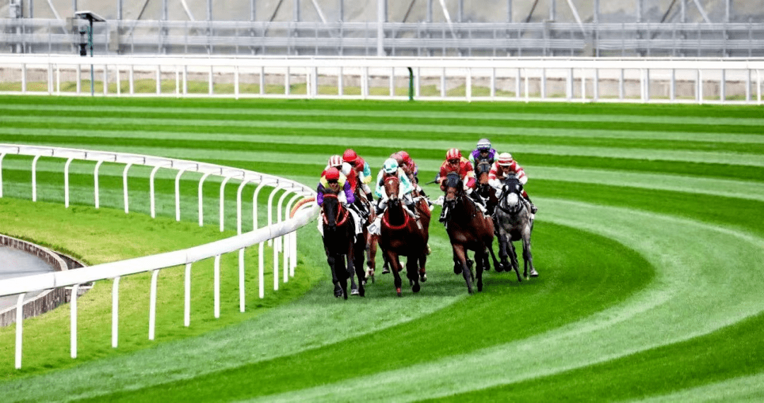 930香港馬精準資料,香港賽馬精準資料，探索930賽事的奧秘