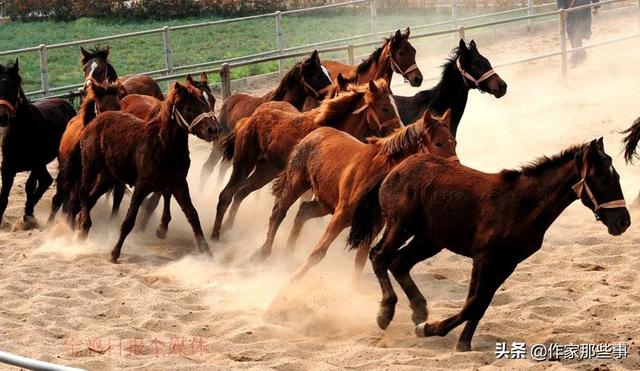 今晚澳門特馬開什么今晚四不像,今晚澳門特馬開什么，探索未知與理性看待四不像