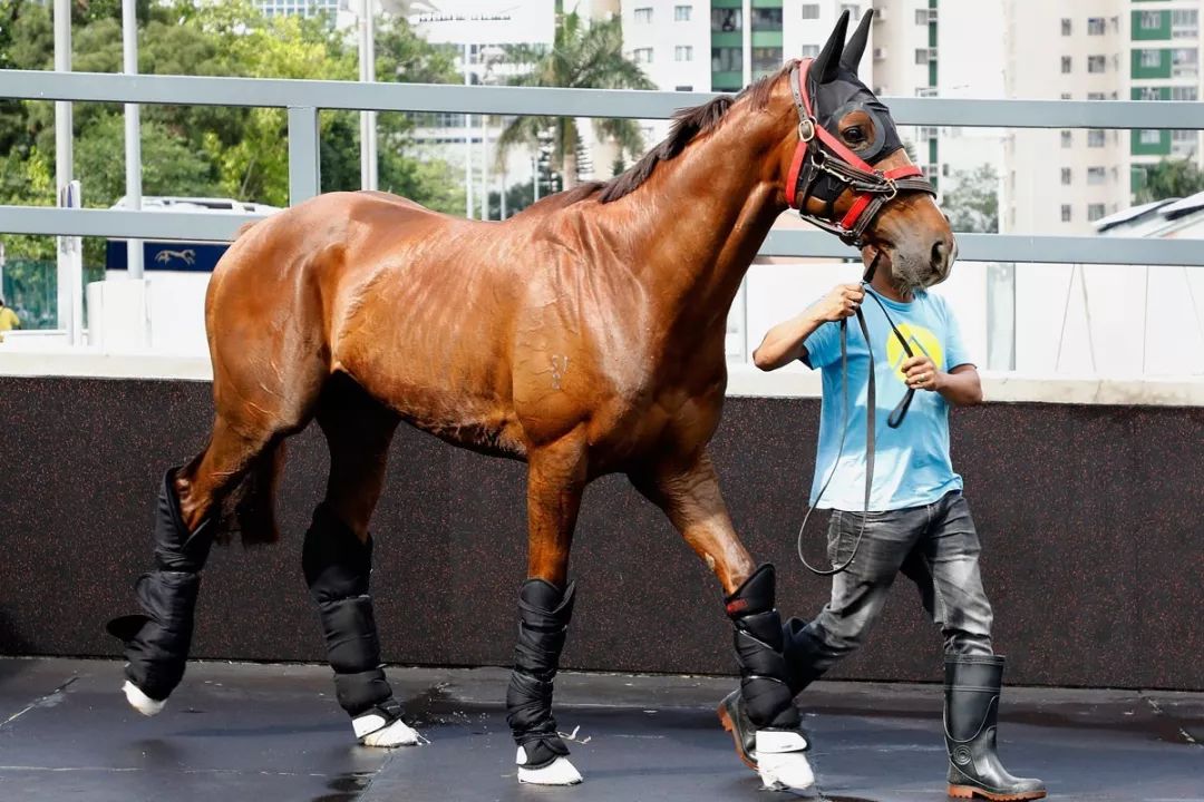 今晚澳門特馬開(kāi)什么今晚四不像,今晚澳門特馬開(kāi)什么，探索未知的神秘之旅